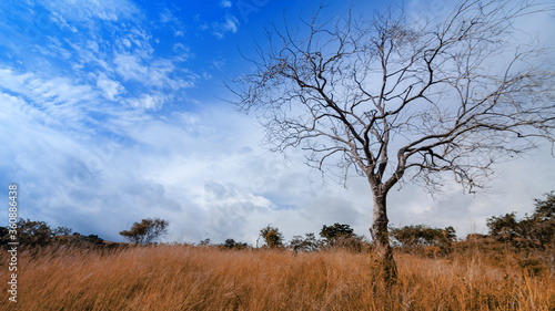 tree in the savannah in autumn