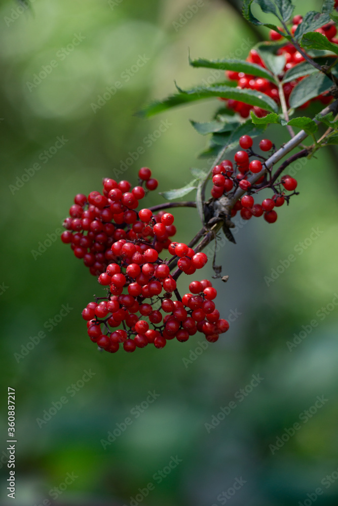 rote Beeren im Herbst