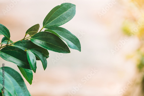 Vászonkép Isolated branch with leaves of cinnamon plant at Sri-Lanka.