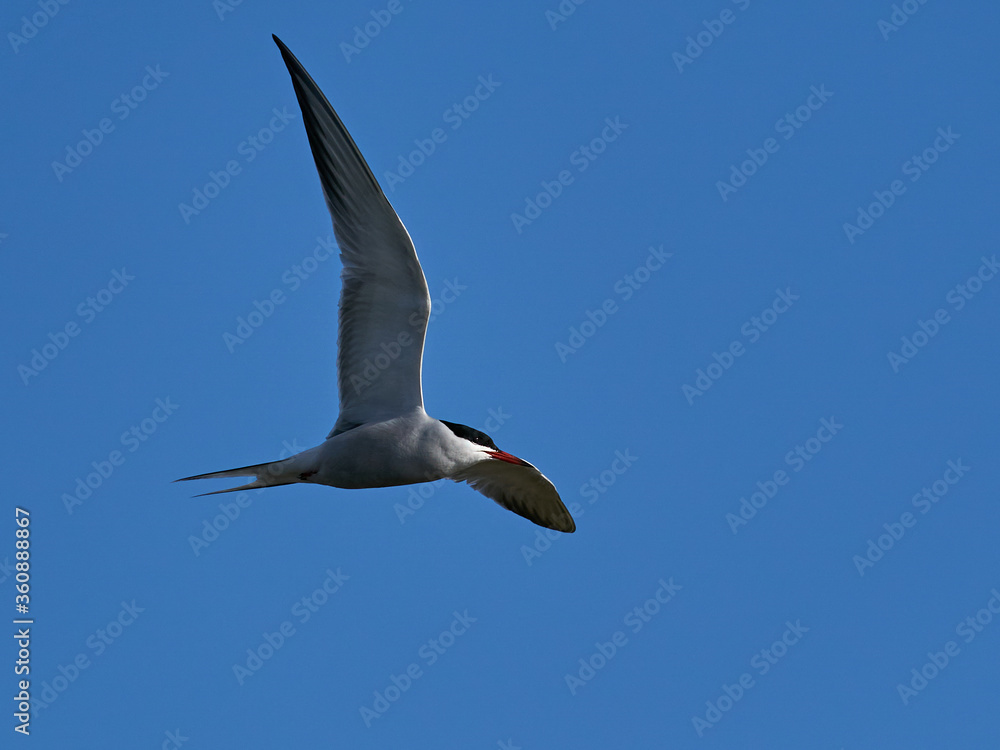 Obraz premium Common tern (Sterna hirundo) in its natural enviroment