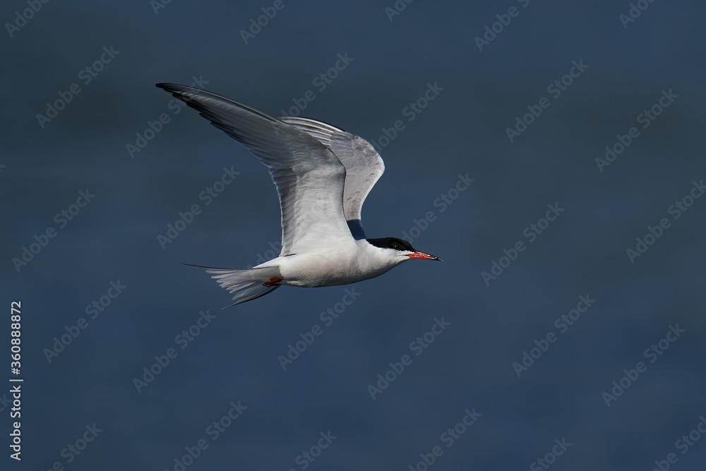 Common tern (Sterna hirundo) in its natural enviroment Common tern (Sterna hirundo) in its natural enviroment