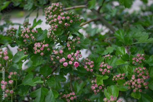 Spring Flowers of the Double Pink Hawthorn (Crataegus laevigata 'Rosea Flore Pleno')