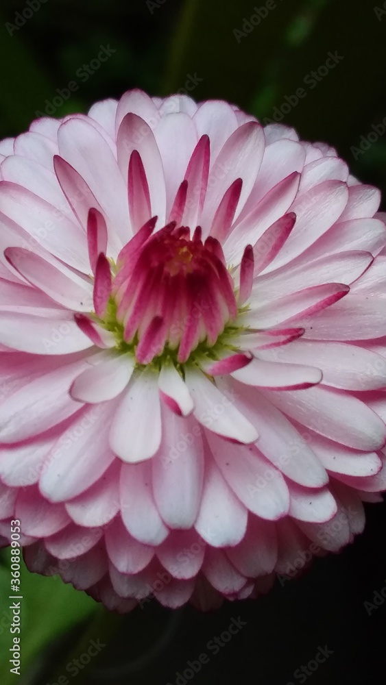 flor blanca con bordes rosados desde diferente angulo