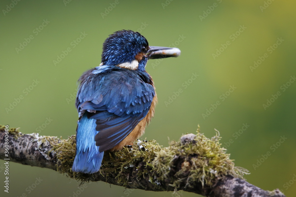 Obraz premium Male kingfisher fishing from a mossy branch to feed chicks in nest