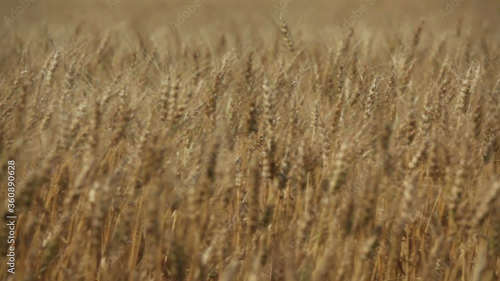 Wheat field ready for harvest, Alberta Canada Wheat field ready for harvest, Alberta Canada
