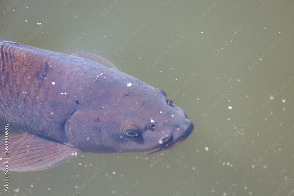 Fototapeta premium Fish swimming in lake in park
