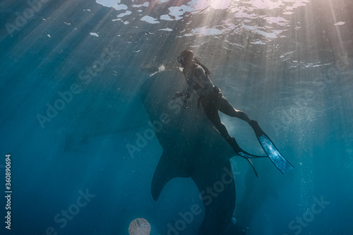 Young woman in a sexy swimwear diving underwater with a whaleshark. Whaleshark watching is a famous tourist attraction in Oslob, Cebu, Philippines.