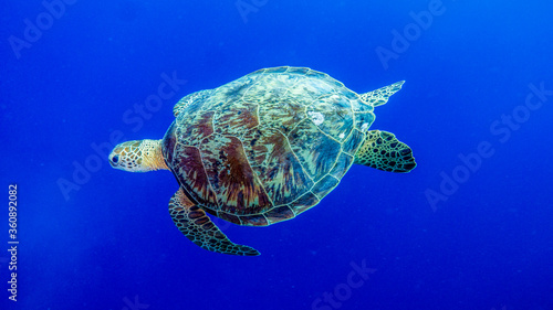 The carapace of the turtle is drawn on the blue. Tubbataha Reef (Philippines)