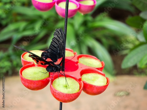 Mariposa bebiendo Néctar 