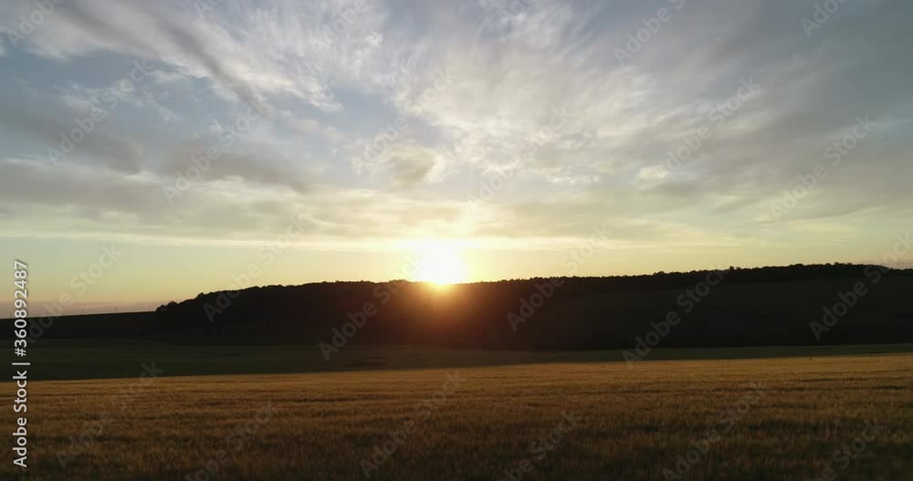 Aerial video of Wheat field in sunset time taken by drone camera Moving forward Aerial video of Wheat field in sunset time taken by drone camera Moving forward