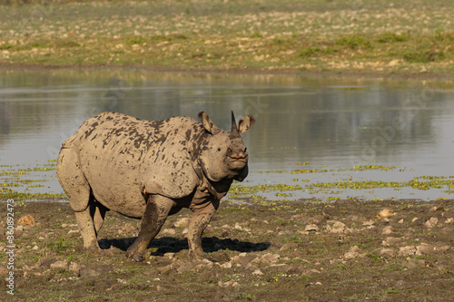 A single horn rhino walking in the marshy wet lands of Assam India on 6 December 2016