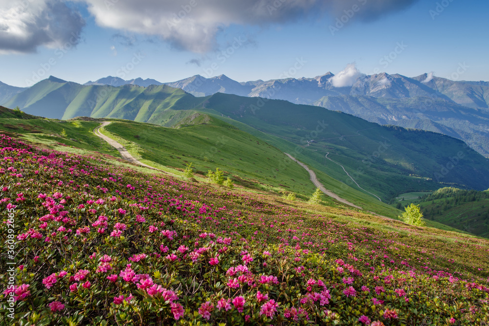 Flowering wild Rhododendrons in Ligurian Alps, Italy