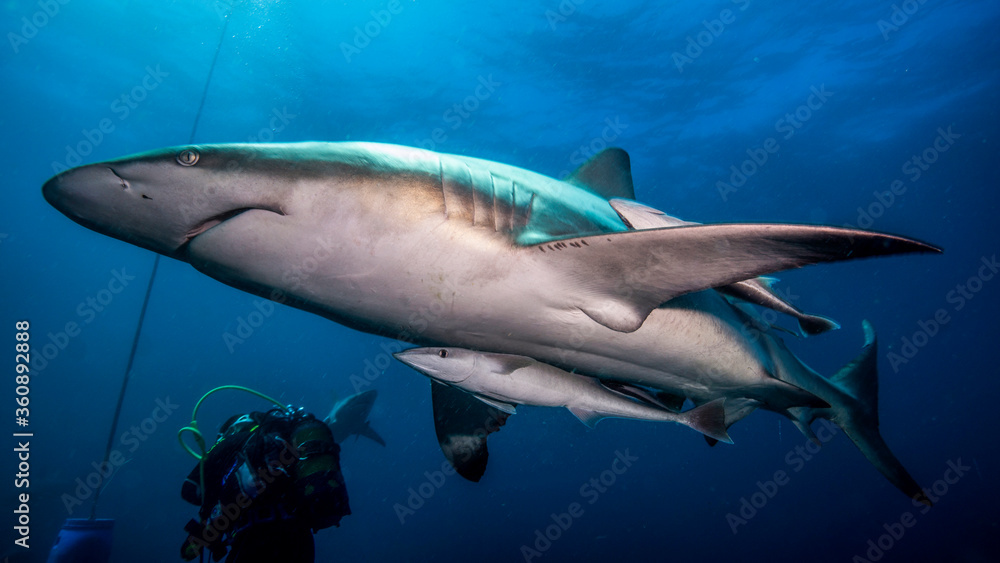 The remora travels in the shadow of a shark. Aliwal Shoal (South Africa)