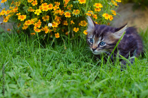 Funny little cat walking outdoors