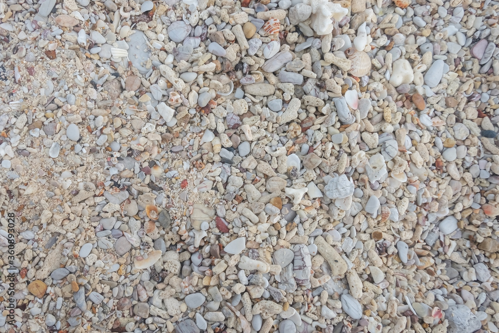 sand and shell background. sand and shell background.