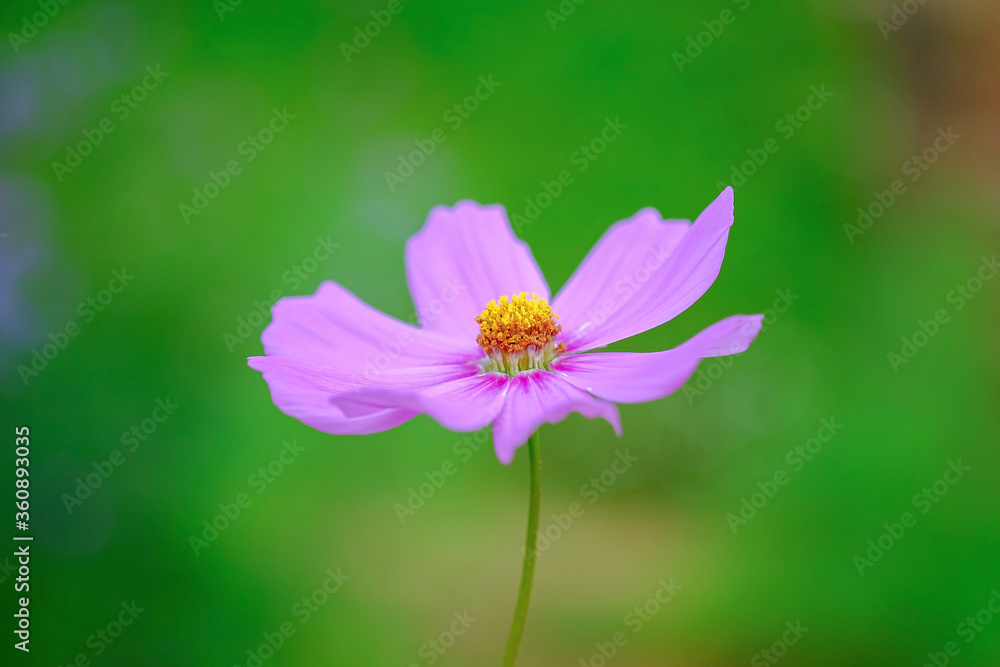 garden cosmos flower on background. garden cosmos flower on background.