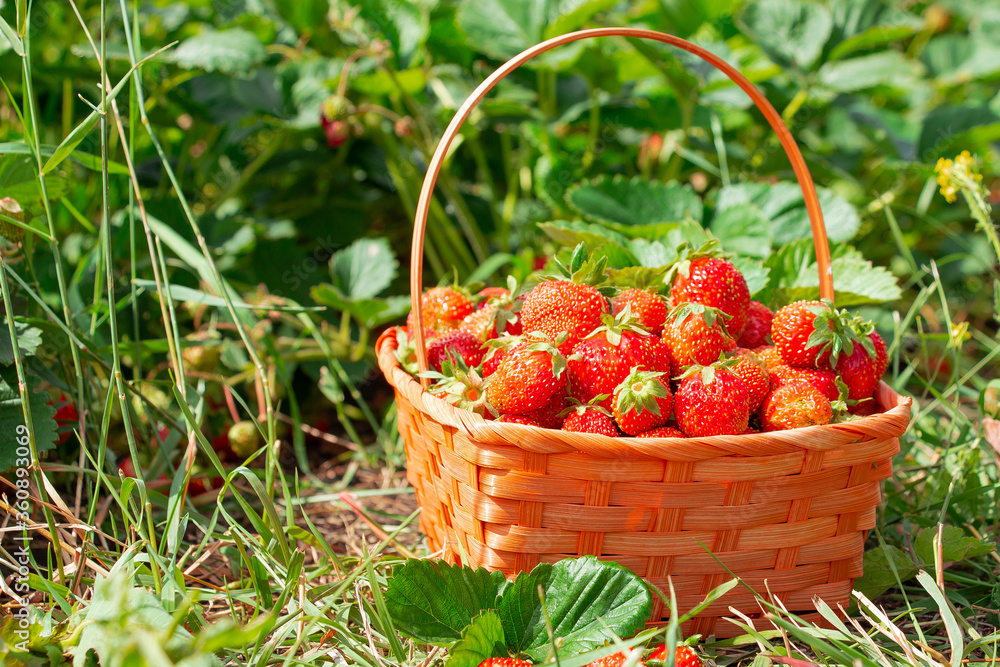 Ripe red strawberries in a wicker basket stands on a bed against a background of green grass. Ripe red strawberries in a wicker basket stands on a bed against a background of green grass.