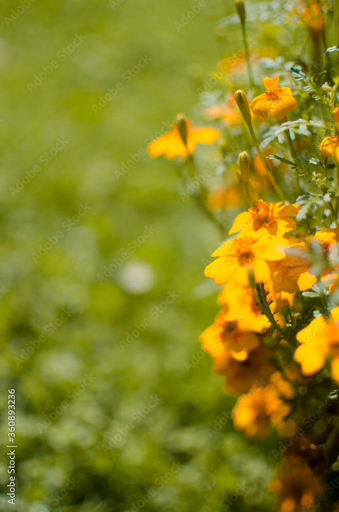 Beautiful marigolds bloom outdoors