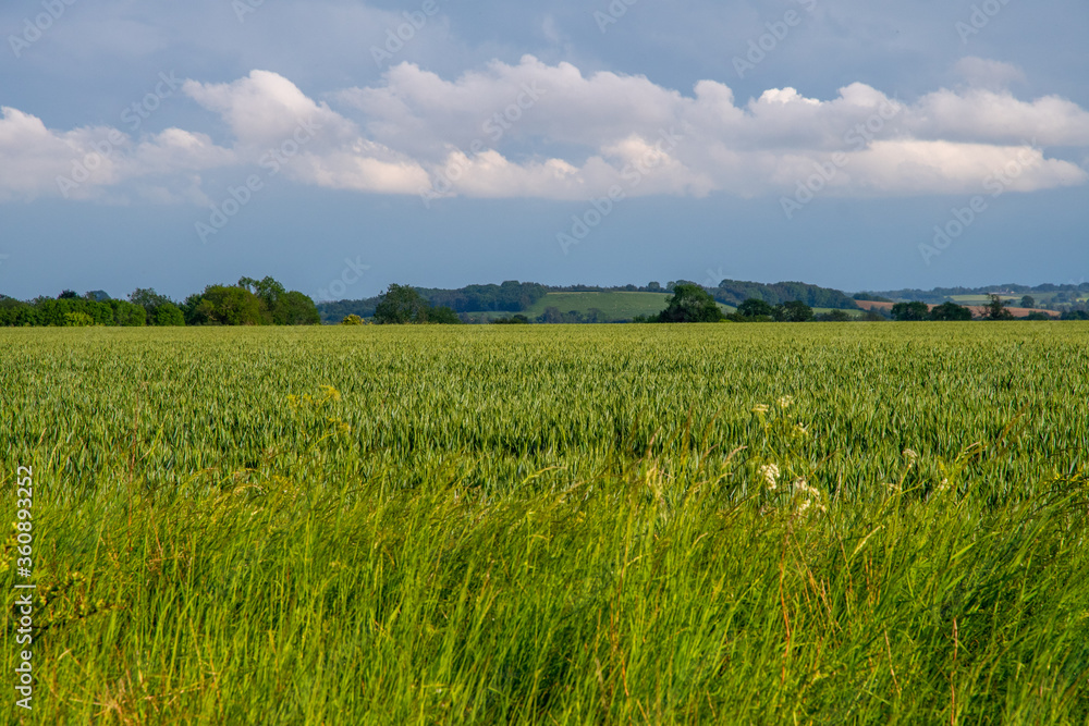 View across an English meadow as a summer storm grows