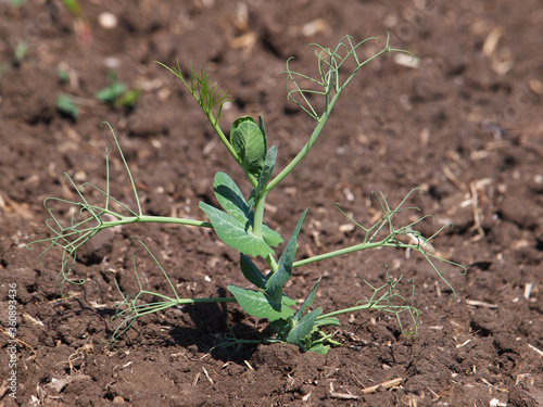 Young peas plant in soil, Pisum sativum.