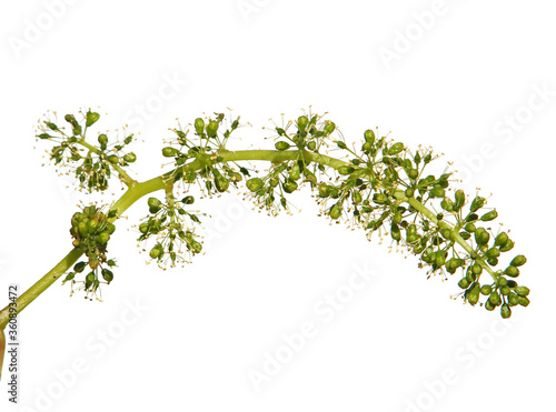 Flowering grape vine isolated on white