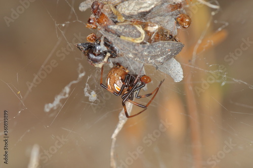 close-up/macro of an european black widow male Latrodectus tredecimguttatus in his net.