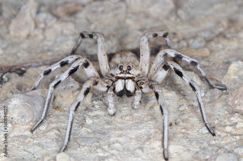close-up/macro of a Spanish tarantula,exoskeleton , biggest spanish spider lycosa hispanica.
