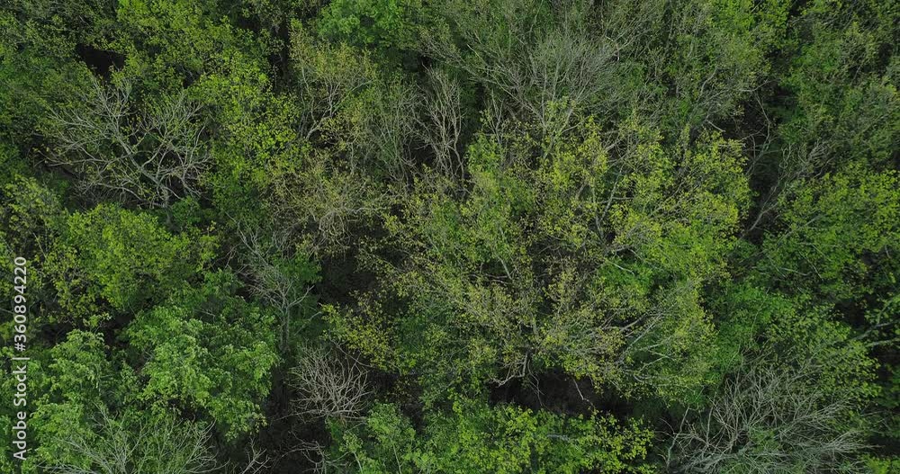 Forest scenery flyover. Sustainable Earth. Green trees swinging in wind aerial view. Forest scenery flyover. Sustainable Earth. Green trees swinging in wind aerial view.