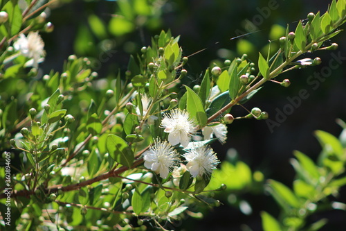 Myrtus communis, the common myrtle or true myrtle,The flowers are white or tinged with pink, with five petals and many stamens that protrude from the flower.