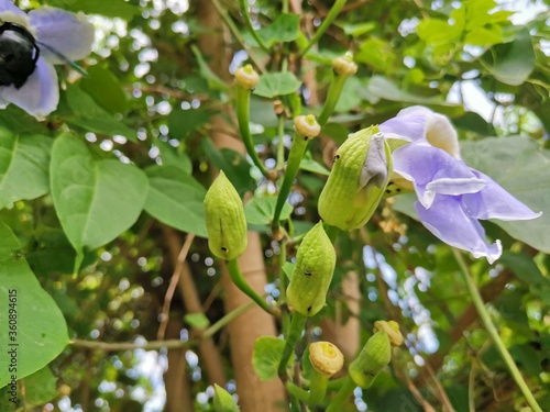 lilac flowers in the garden