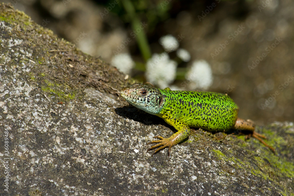 Lagarto verdinegro (Lacerta schreiberi), tomando el sol sobre la roca. Lagarto verdinegro (Lacerta schreiberi), tomando el sol sobre la roca.