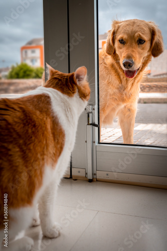 Perro labrador de color marron se detiene delante de una puerta para mirar a un gato marron en el otro lado de la puerta. Foto vertical.