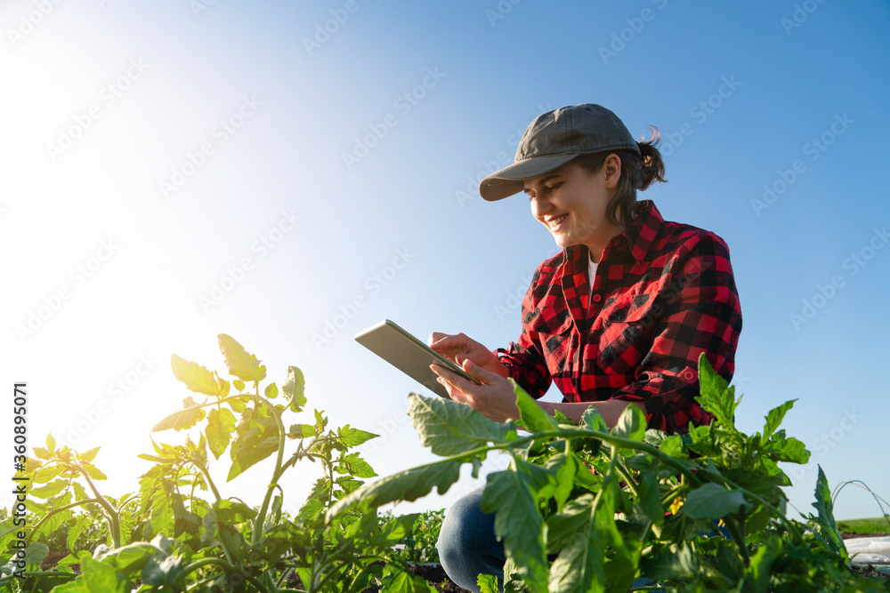 A woman farmer with digital tablet on a potato field. Smart farming and digital transformation in agriculture - obrazy, fototapety, plakaty 