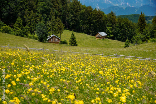 meadow with yellow flowers during summer