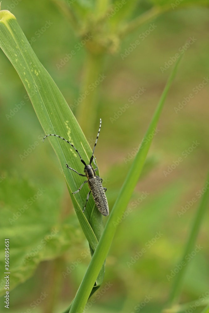 Scheckhorn-Distelbock (Agapanthia villosoviridescens) Scheckhorn-Distelbock (Agapanthia villosoviridescens)