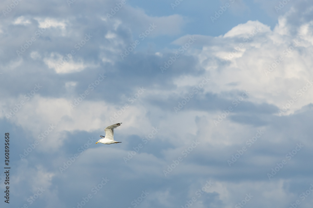 Fototapeta premium Flying seagull in the stormy sky