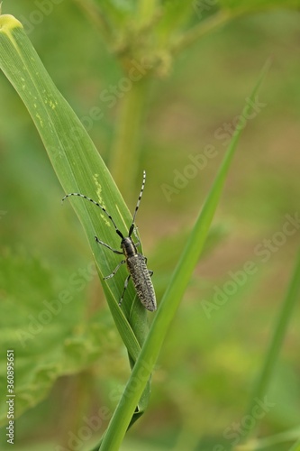 Scheckhorn-Distelbock (Agapanthia villosoviridescens)