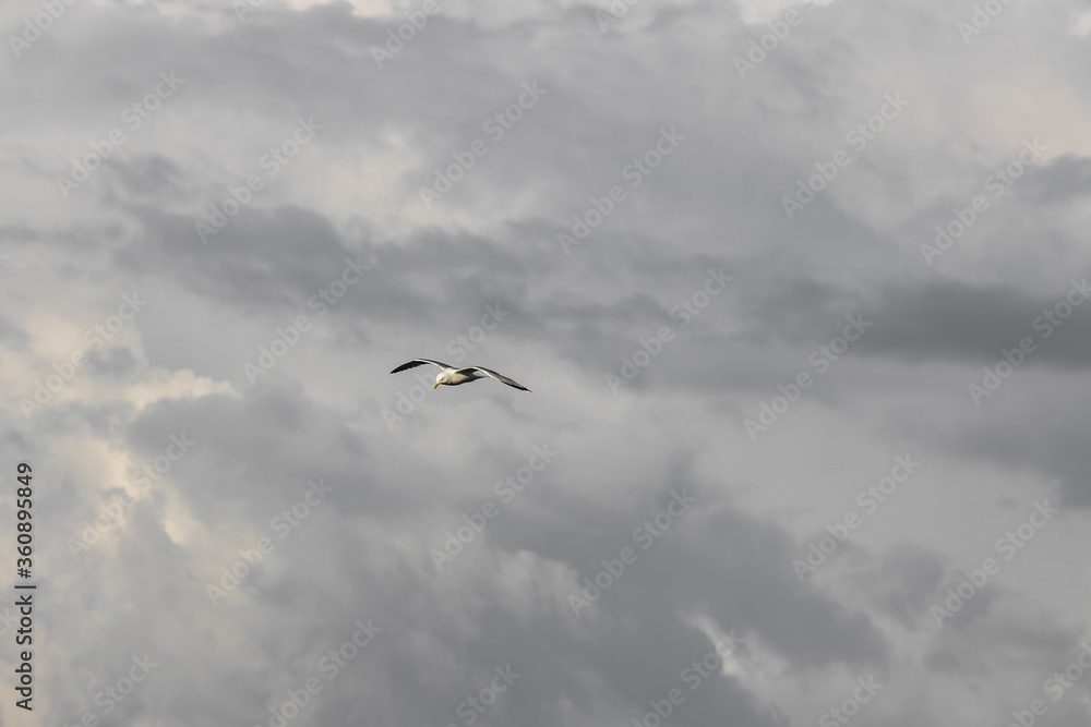 Fototapeta premium Flying seagull in the stormy sky