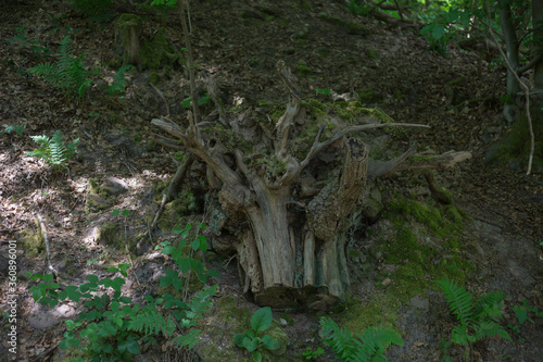 Eine Baumwurzel im Wald