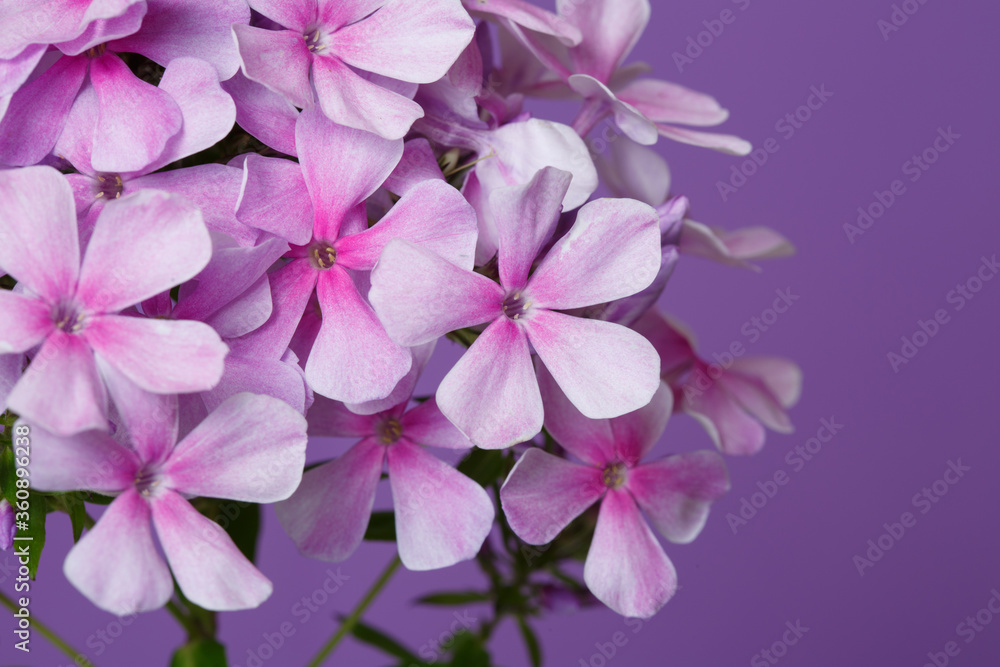 Inflorescence of pink phlox Isolated on a purple background.