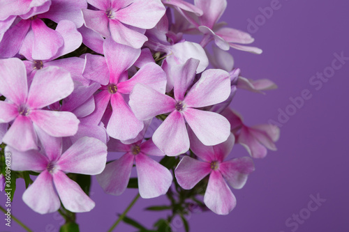 Inflorescence of pink phlox Isolated on a purple background. © ksi