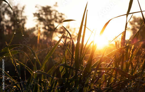 Beautiful dawn: the sun rises, the view from the grass with dew drops. Warm summer landscape, privacy