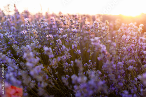 Fototapeta Naklejka Na Ścianę i Meble -  Bush of purple lavender in bloom, close-up, soft focus. Close-up of growing violet lavender in French Provence. Sunset over a violet lavender field.