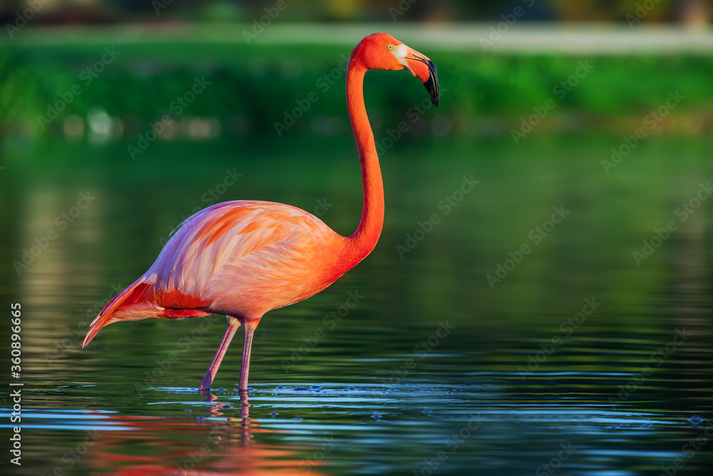 Flamingo in lake, beautful sunset shot