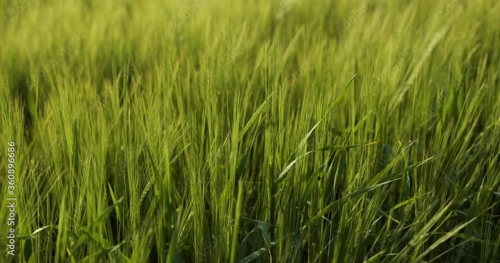 Green wheat field and sunny day. ripening ears of meadow wheat field. Green wheat field and sunny day. ripening ears of meadow wheat field.