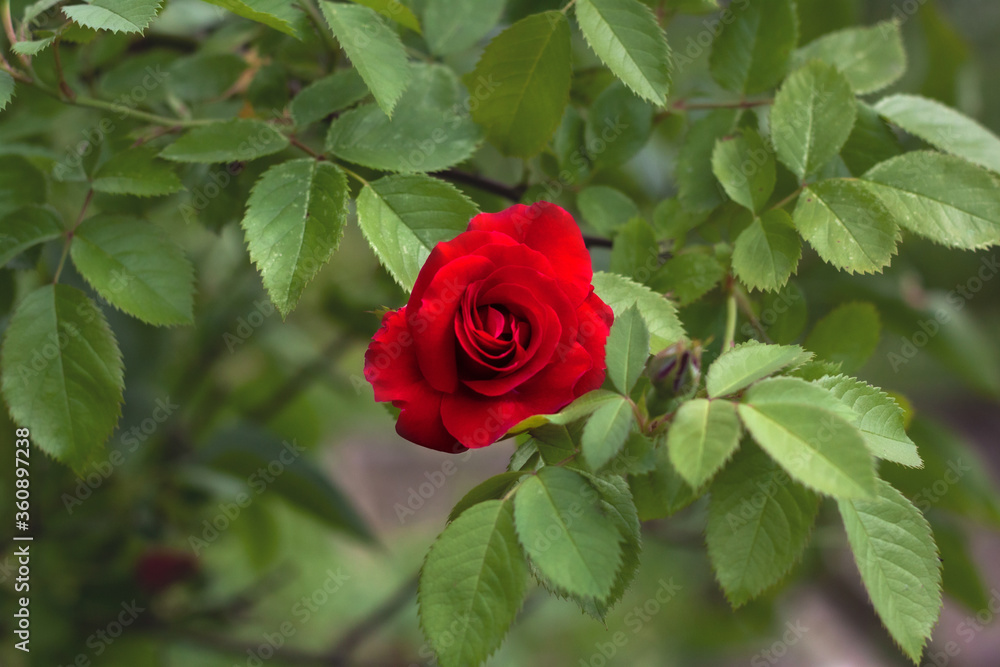 Bright red rose on a background of green foliage flowers in the middle of summer Bright red rose on a background of green foliage flowers in the middle of summer