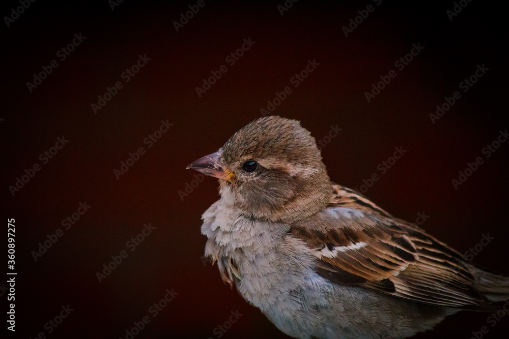 Fototapeta premium Retrato de un Gorrión común