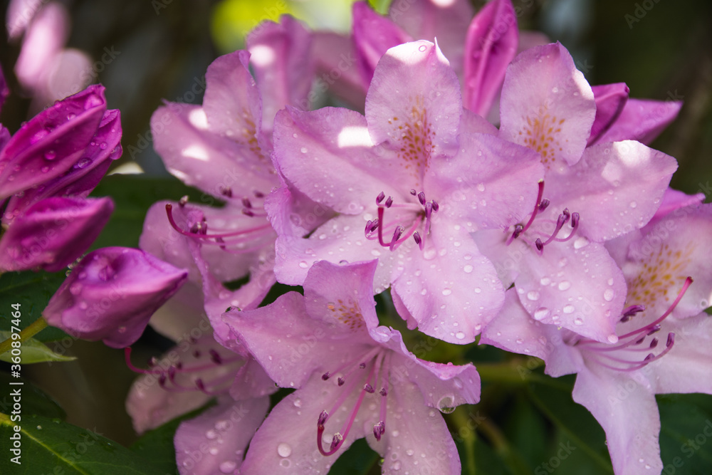 Obraz premium Blooming rhododendrons