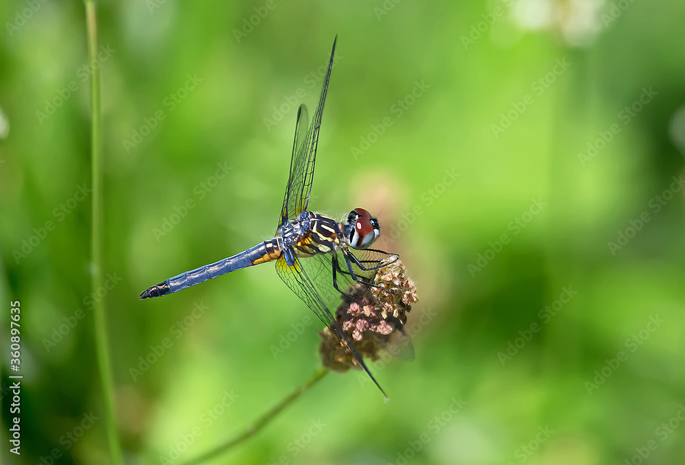 blue dragonfly on a branch blue dragonfly on a branch
