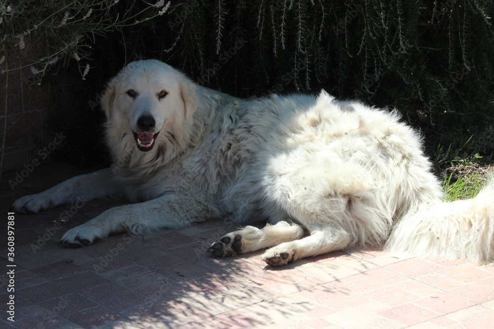 The Italian shepherd dogs,the common name is maremmano-abruzzese sheepdog they are guarding a sheep flock,this kind of dogs are have gentle facial expressions.Big white italian fluffy dog .